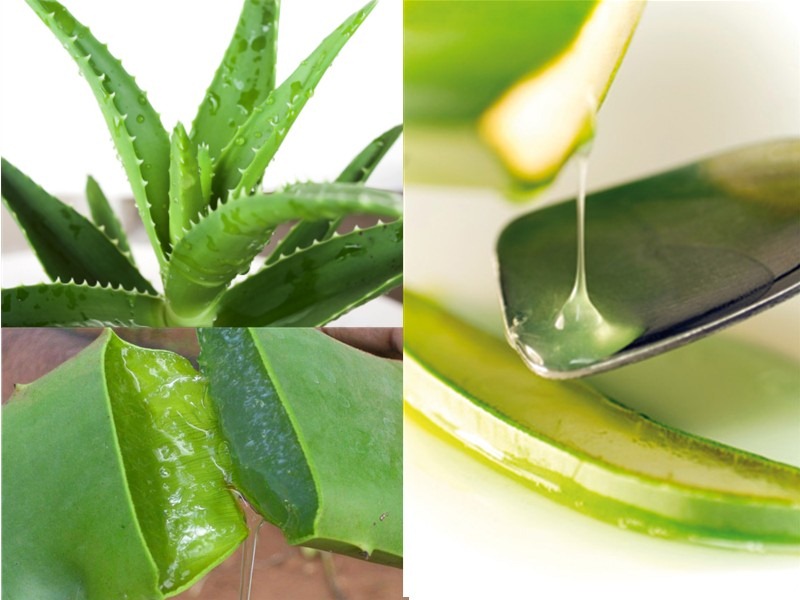 Aloe vera - Norsk undulatklubb